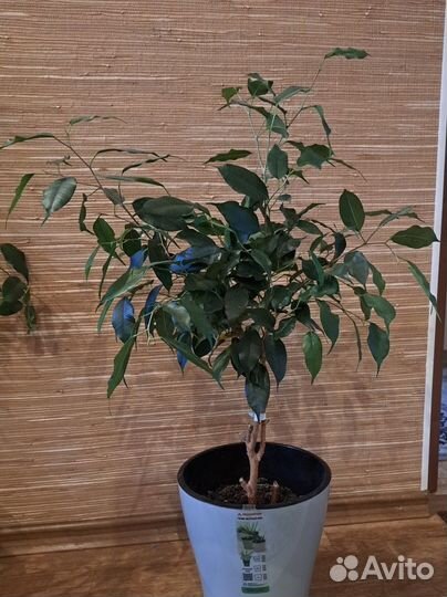 Фикус бенджамина