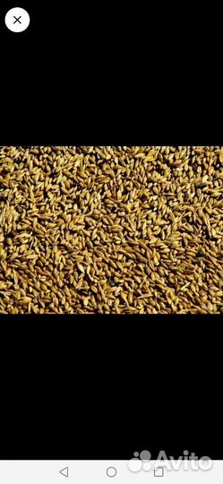 Зерно пшеница ячмень овес