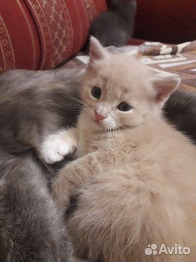 Отдам котят в добрые руки