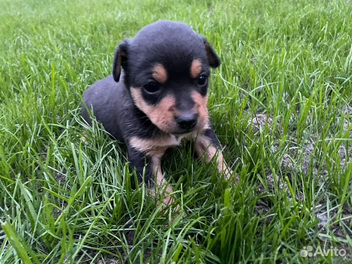 Щенки, собаки помесные