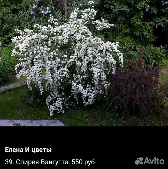 Кустарники для сада
