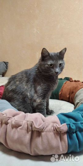 Домик, лежанка для кошки или маленькой собачки