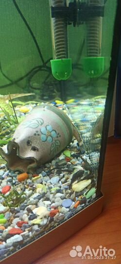Аквариум