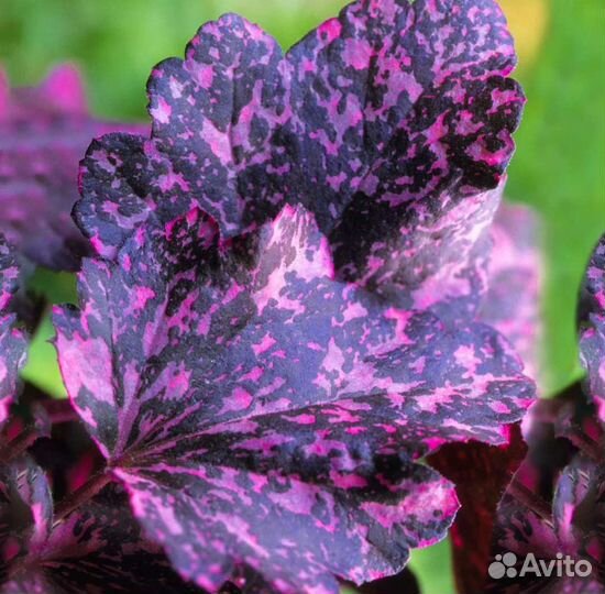 Гейхера сорт Миднайт Роуз