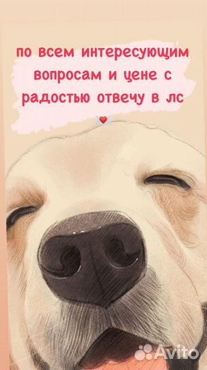 Стерилизация кошек, кастрация кобелей с выездом