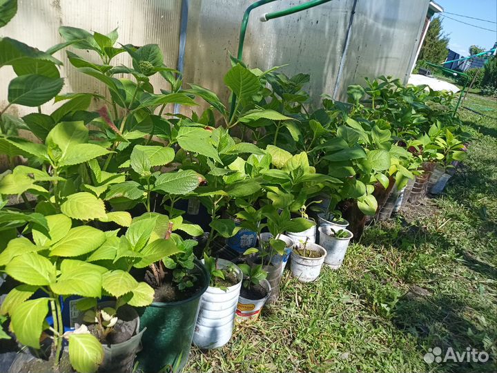 Кусты черной смородины