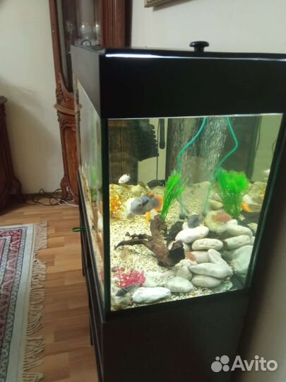 Аквариум