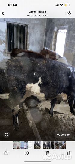 Бык с/х животные