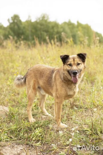 Ищем дом для особенного Мухтара