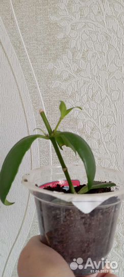 Эсхинантус