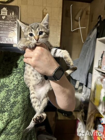 Котята девочки в добрые руки