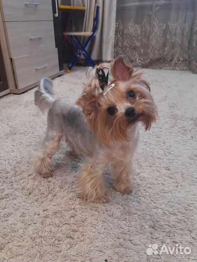 Йоркширский терьер щенки