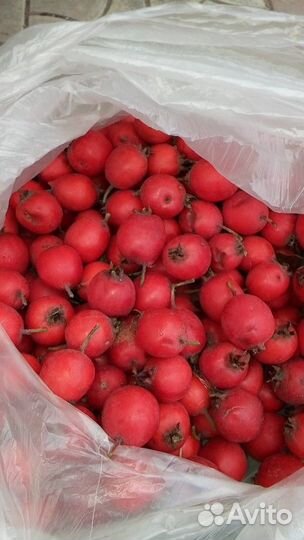 Саженцы боярышника