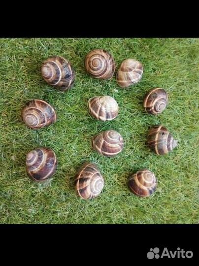 Аквариумы и аквариумные принадлежности