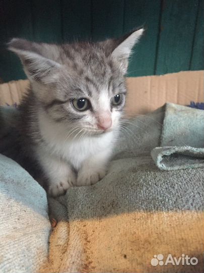 Коты в добрые руки