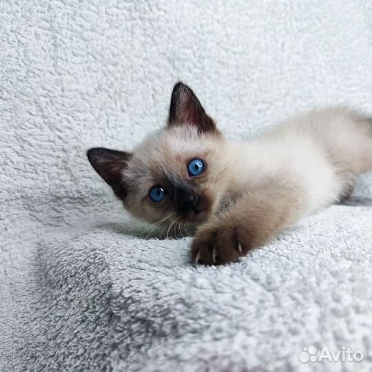 Тайские котята