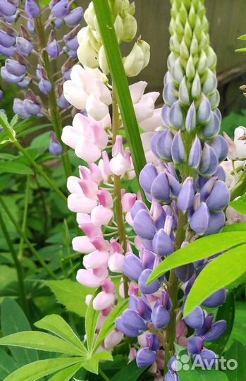 Люпины цветы, корни