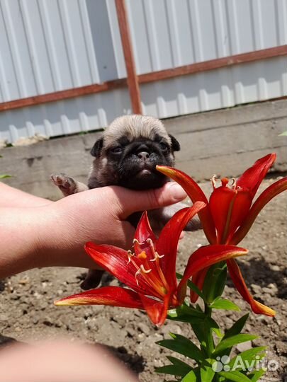 Щенки мопса