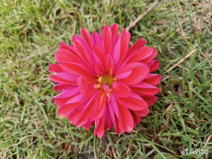 Георгины клубни