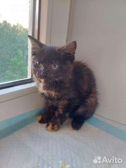 Кошечка в добрые руки