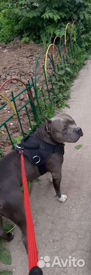 Вязка бесплатно