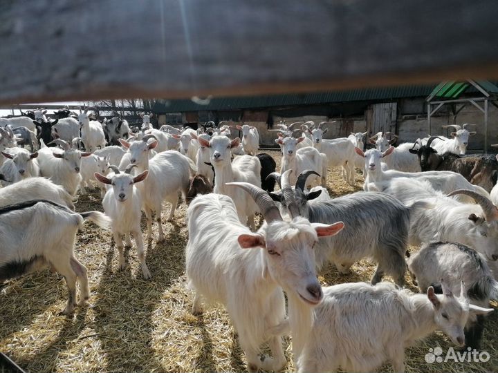 Овцы, бараны, козы