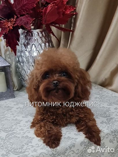 Тикап Тедди пудель мини (Китай) Гуччи вязка