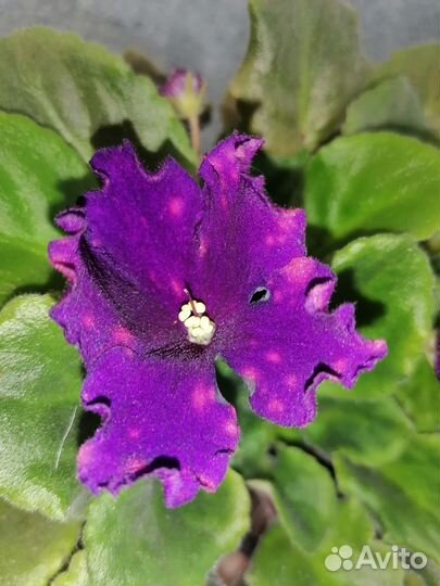 Фиалка сортовая