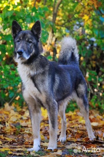 Серьезный пёсик ищет дом