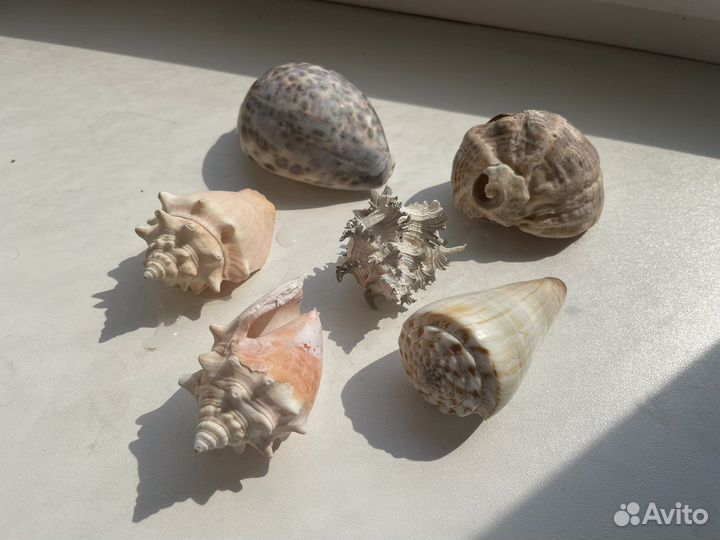 Морские ракушки раковины