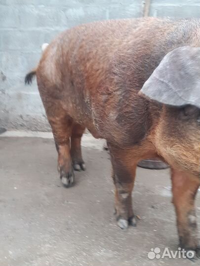 Продам хряка