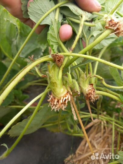 Рассада клубники альба