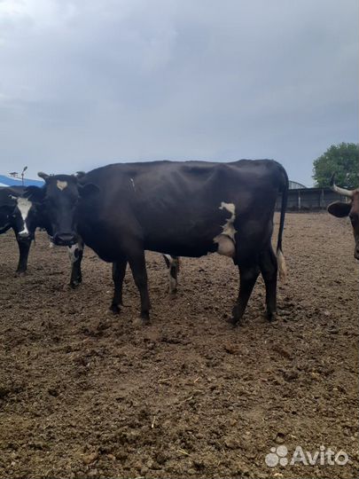 Телята, нетели, дойные коровы