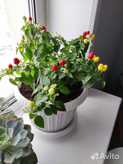 Перец декоративный комнатный