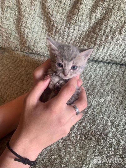 Котята бесплатно