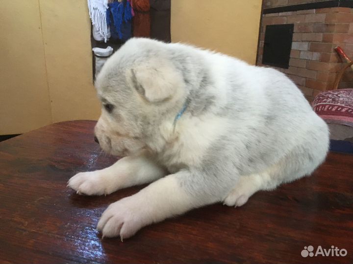 Собаки щенки