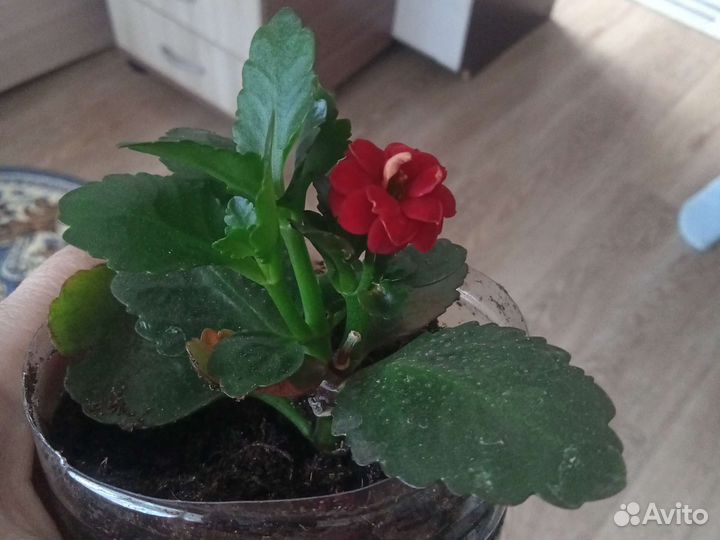 Комнатные цветы