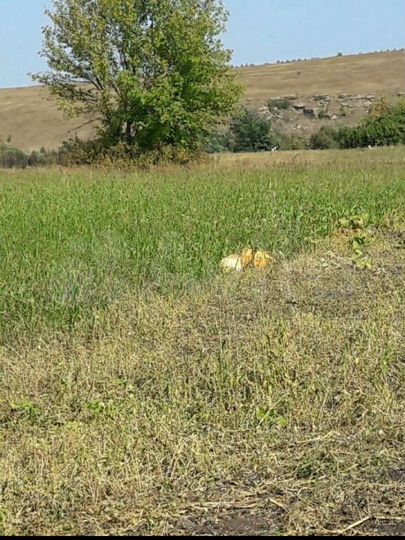 Дом 35 м² на участке 1,4 га