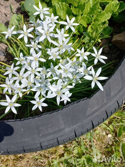 Декоративные маки