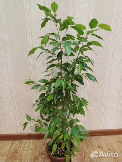 Фикус бенджамина