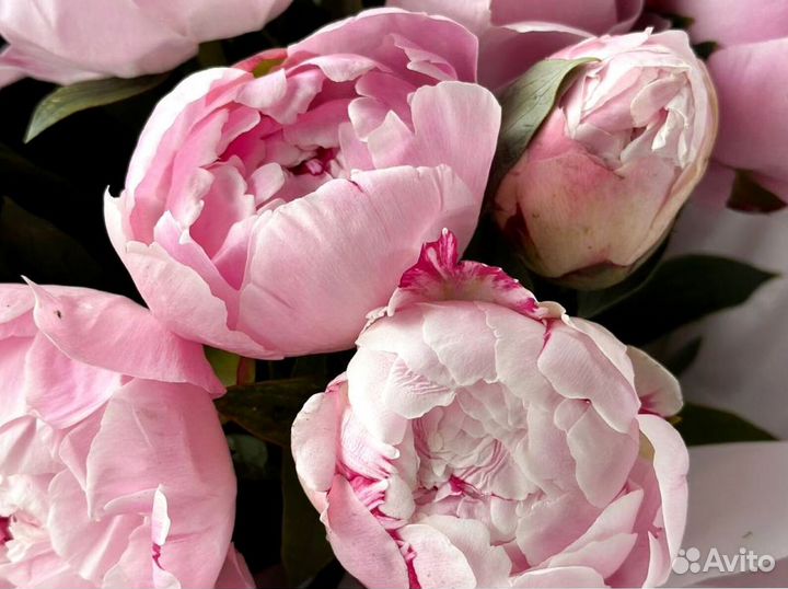 Букет пионов с гарантией