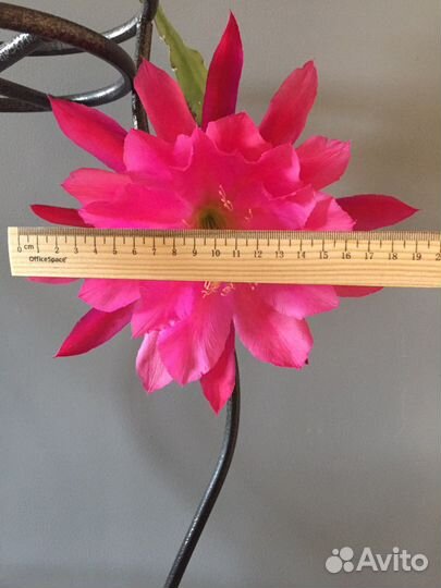 Лесные кактусы, эпифиллумы