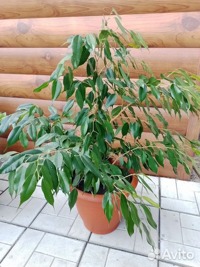 Фикус бенджамина