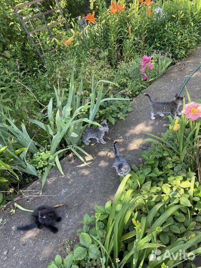 Котята в добрые руки