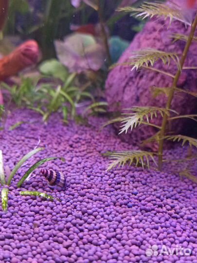 Улитки хилена