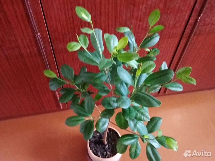 Фикус Макломе