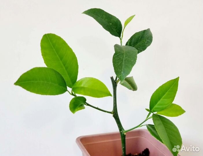 Лимон Мейера