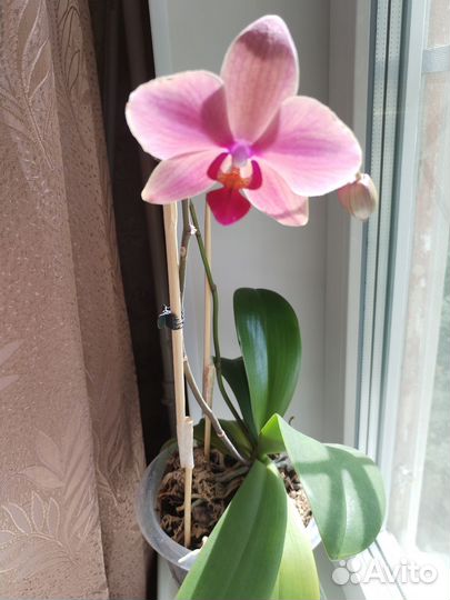 Орхидея фаленопсис