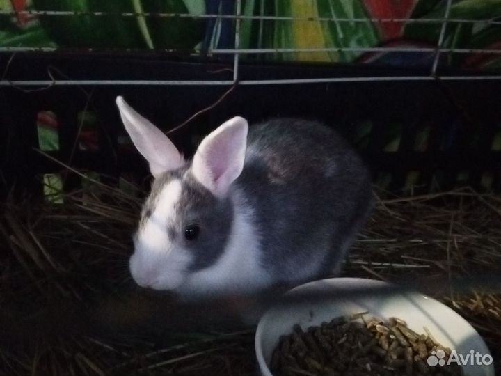 Декоративные кролики бронь