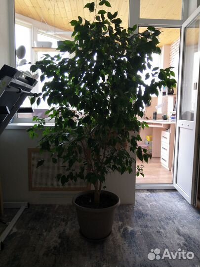 Цветок фикус 150 см